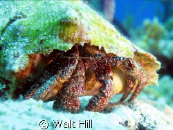 Ole Shy Blue Eyes [Hermit Crab] by Walt Hill 